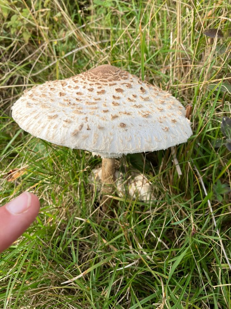 A very large creamy toadstool 