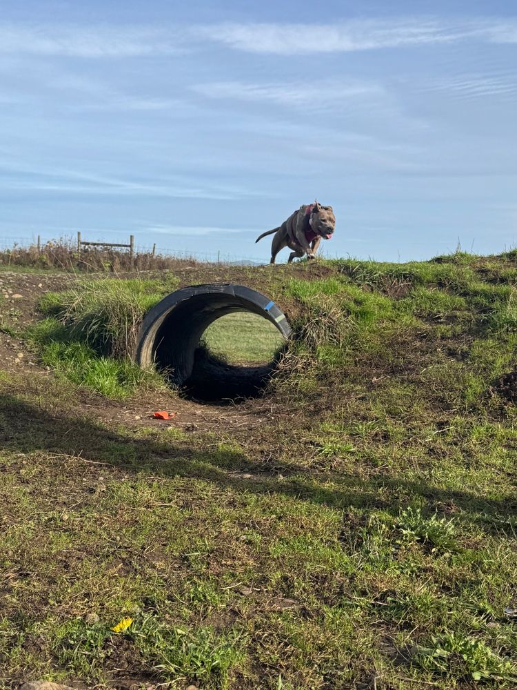 A dog launches over a tunnel in the grass. 
