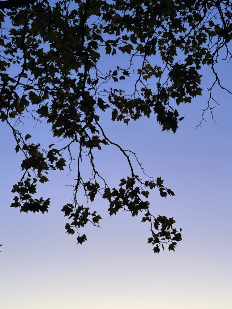 A silhouette of leaves and branches against a sunset. 