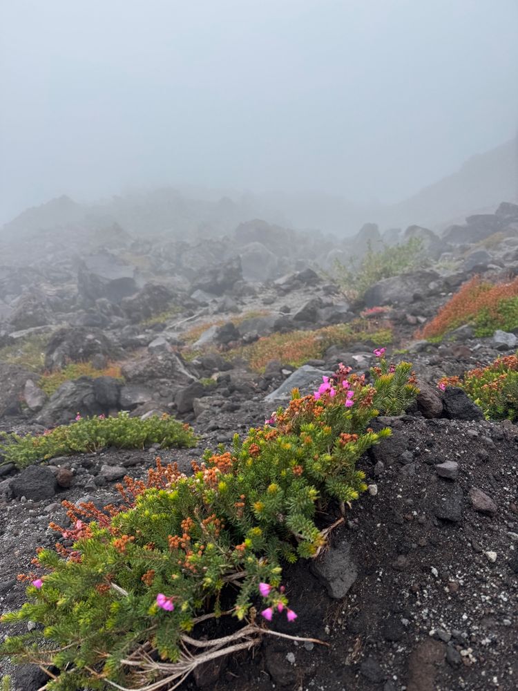 Clouds pass through causing foggy views on Mount St. Helens. More plants pictured growing in between boulders. 