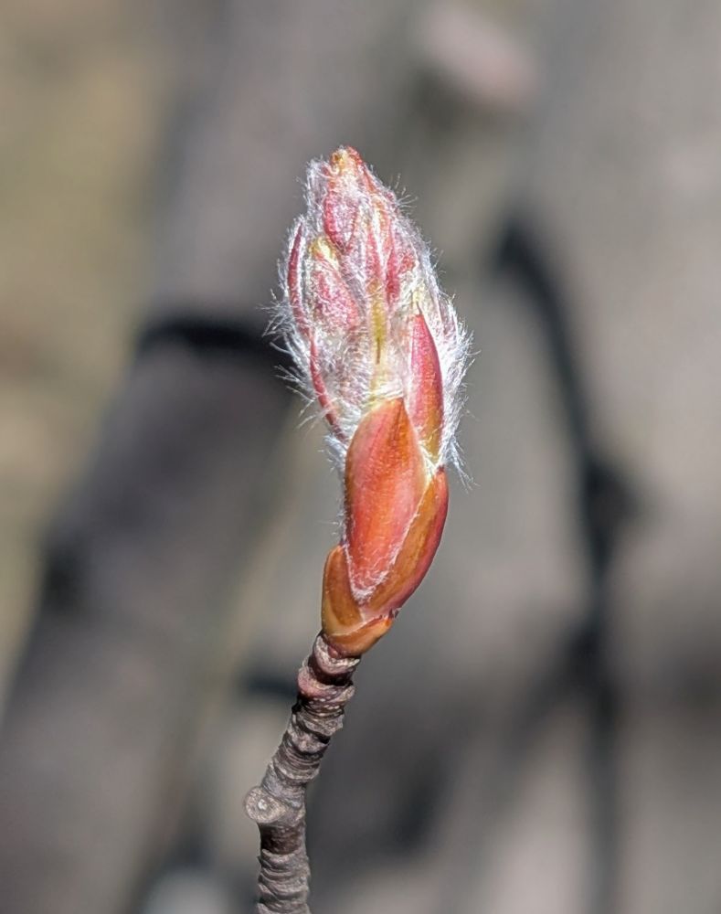 Serviceberry bud cracked open.  A cluster of red slivers each surrounded by white fuzz extends toward the sunlight.