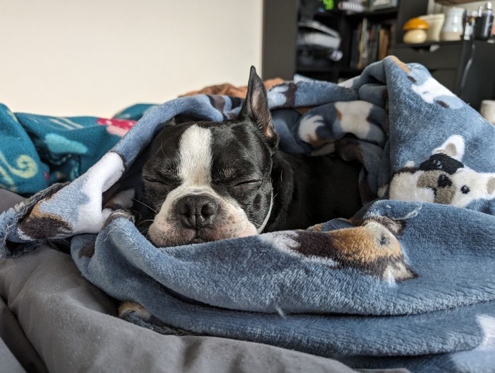 An old black and white boston terrier dog napping on a pile of blue and grey blankets