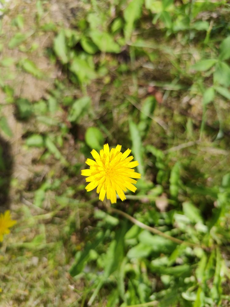 Dandelion
