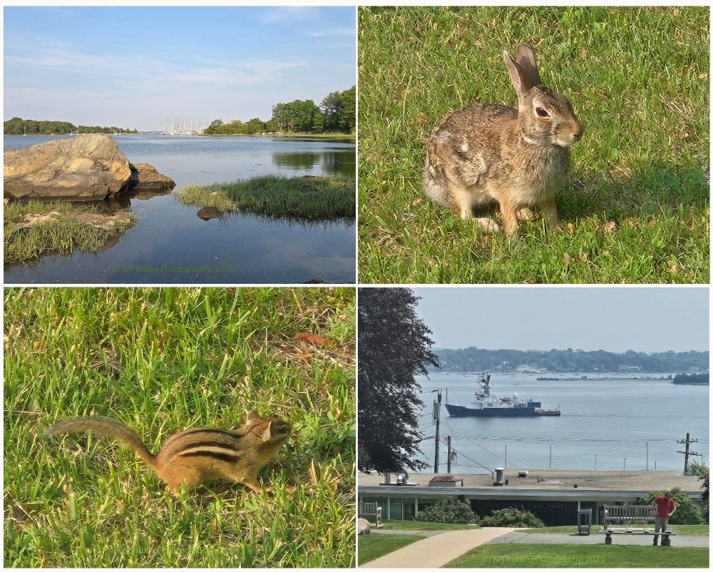 Montage of peaceful scenes in south county Rhode Island today, reminding many of us oceanographers how important the ocean is to our lives. Its where we work. live, and play. Clockwise images of sailboats moored in North Cove, Wickford, a rabbit and squirl in my Wickford front yard, and Research Vessel Endeavor shot out of my office window, on the URI Bay campus in Narragansett, returning home to the GSO pier after a stint at sea. Images source: (c) KH Rubin, 2025