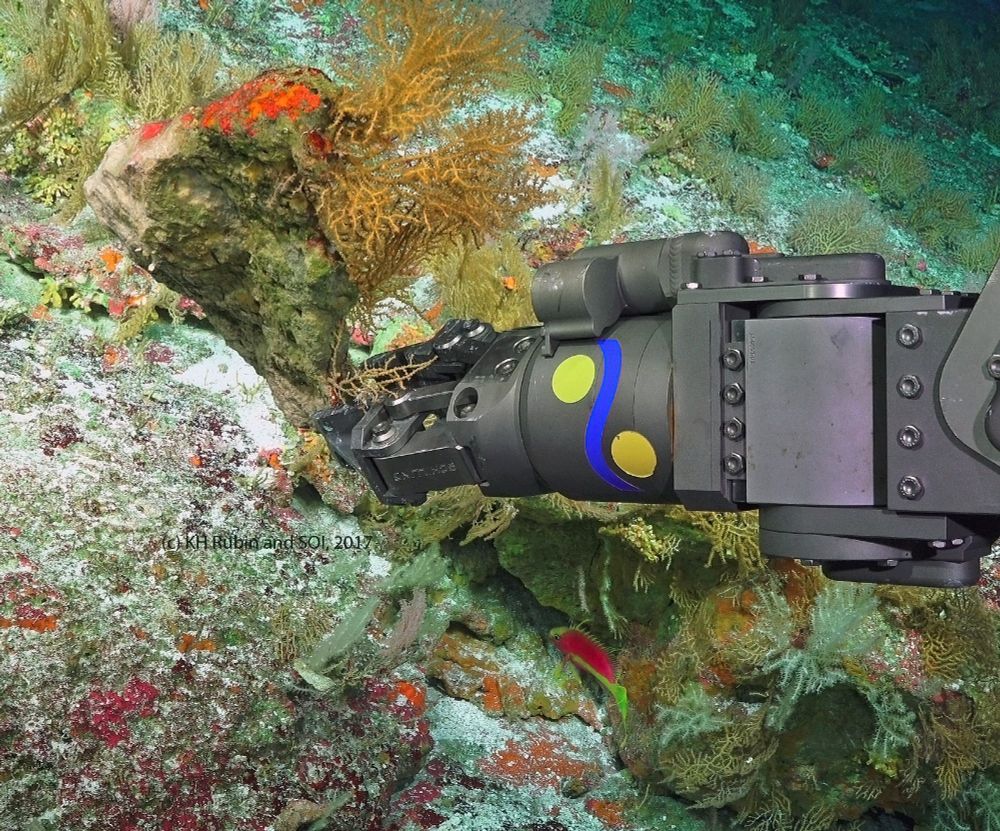 The manipulator arm of ROV Subastian grabs a piece of skeletal coral, with living mesophotic organisms attached, as a brightly colored fish looks on. This is a color corrected video frame grab image from Dive 061, Sept. 2017, at about 120m water depth on the "Unravelling sea level secrets" expedition, at Palmyra Island, Line Island, which I led for Schmidt Ocean Institute. Learn more at https://schmidtocean.org/cruise/unraveling_ancient-_sea_level_secrets/  Image source (c) KH Rubin and SOI, 2017