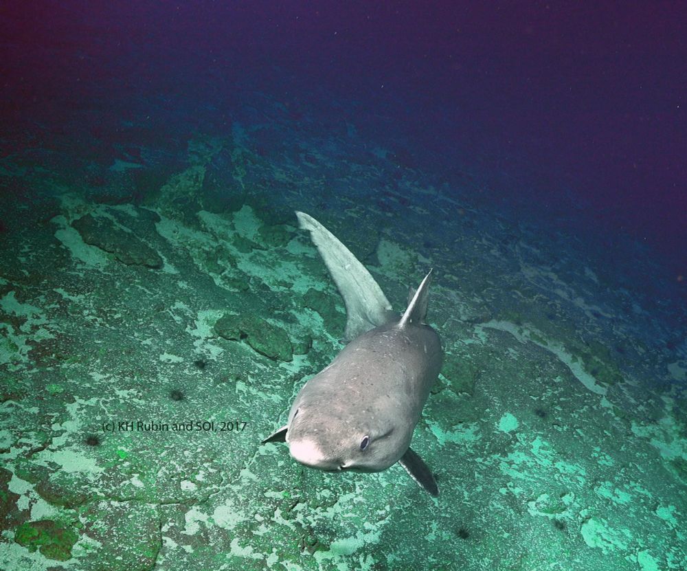 A shark patrols the very warm water at roughly 100m deep where we were working with ROV Subastian. This is a color corrected video frame grab image from Dive 061, Sept. 2017, on the "Unravelling sea level secrets" expedition, at Palmyra Island, Line Island, which I led for Schmidt Ocean Institute. Learn more at https://schmidtocean.org/cruise/unraveling_ancient-_sea_level_secrets/  Image source (c) KH Rubin and SOI, 2017