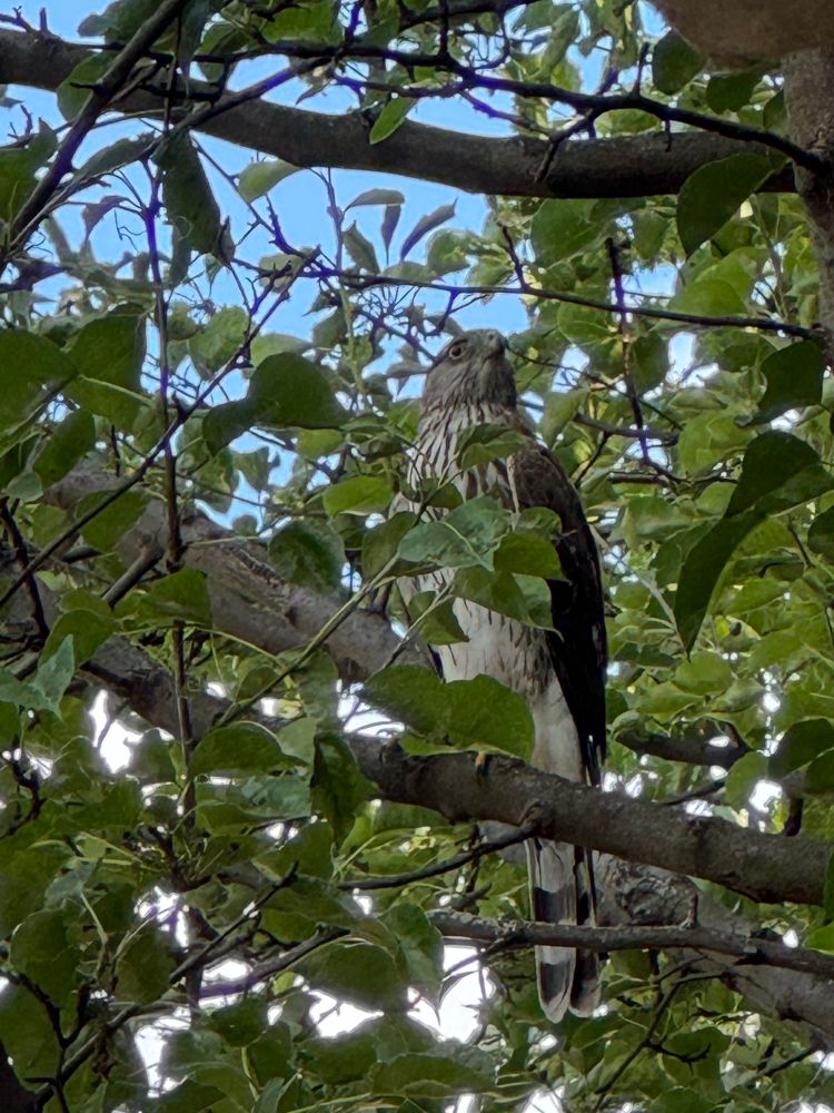 Hawk perched in a tree