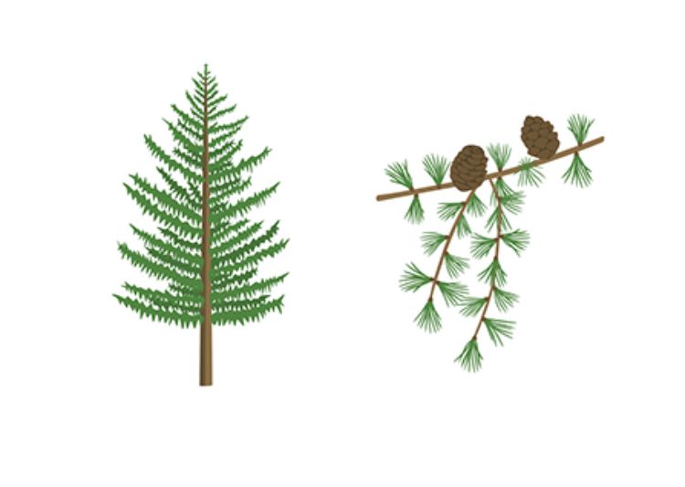 A vector drawing of Siberian larch (Larix archangelica, syn. Larix sibirica) tree silhouette and branch fragment with seed cones