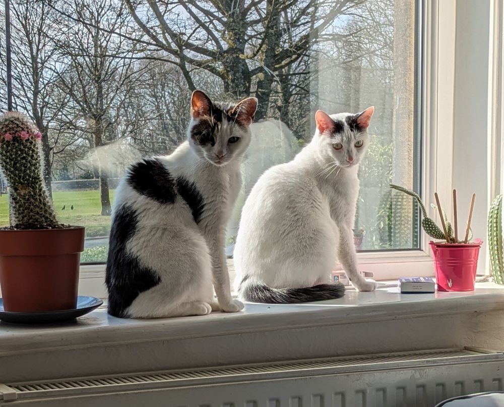 Two cats, one mostly white, the other black and white, sitting on a windowsill in identical poses, both looking at the same point in space.