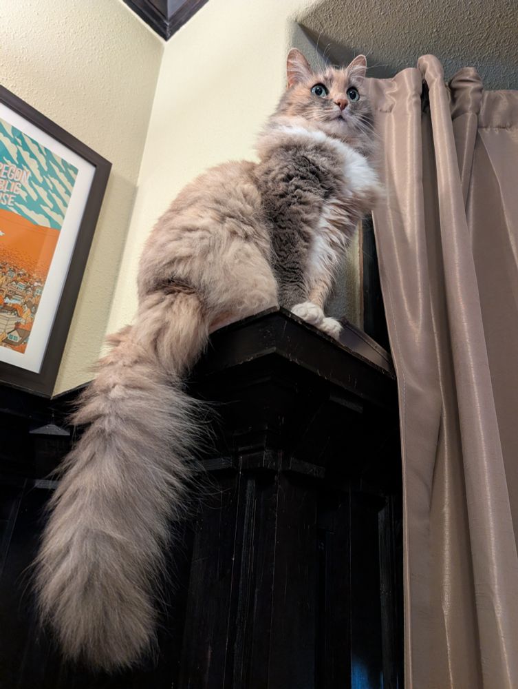 My cat Lily being a fluffy tailed being