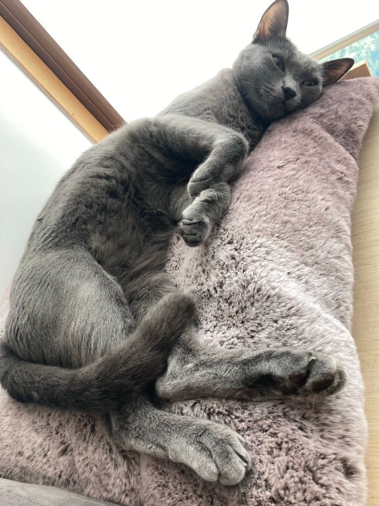 Grey cat stretched out