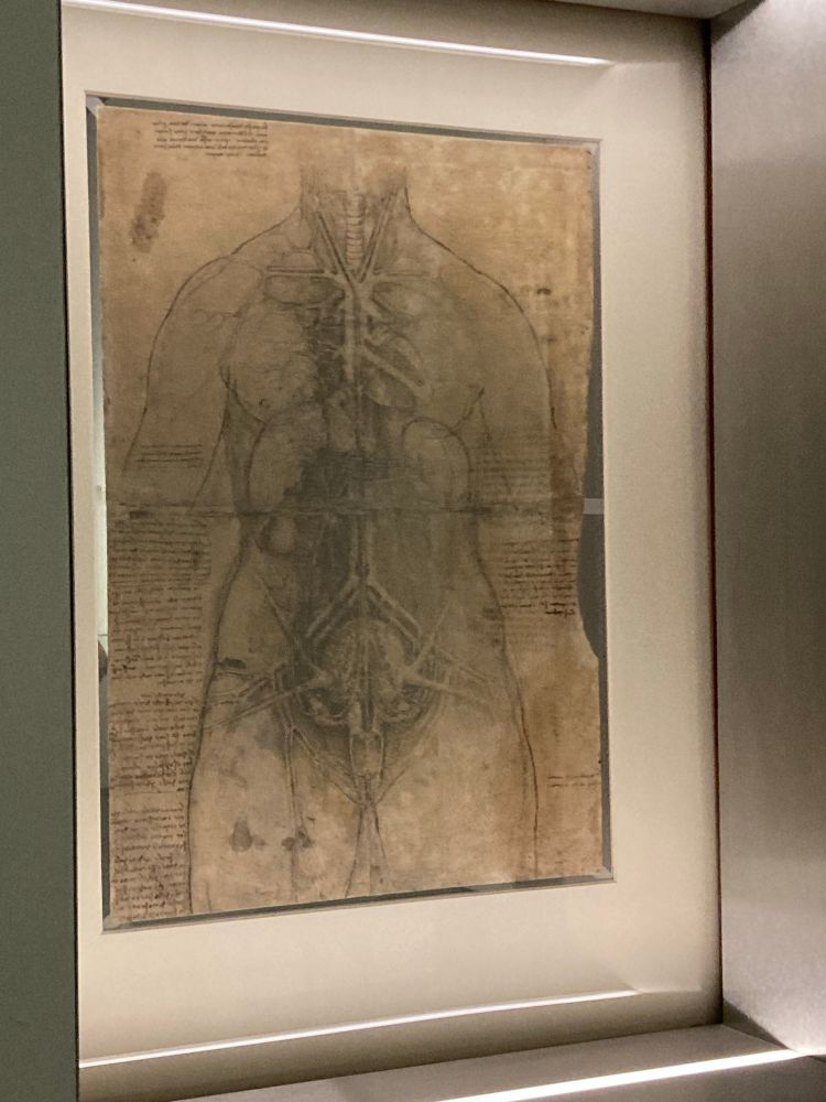 The Great Lady anatomical drawing by Leonardo da Vinci