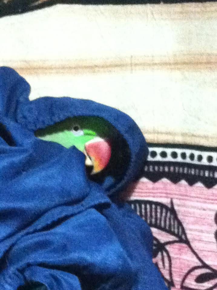 Tupelo, my bird, shrouded in dark sheets that make him look like a caped Star Wars bad guy