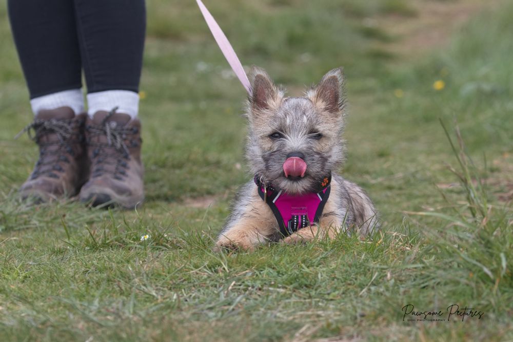 A puppy licking its nose, with its pawrent’s boots in the background. By Pawsome Pictures Dog Photography