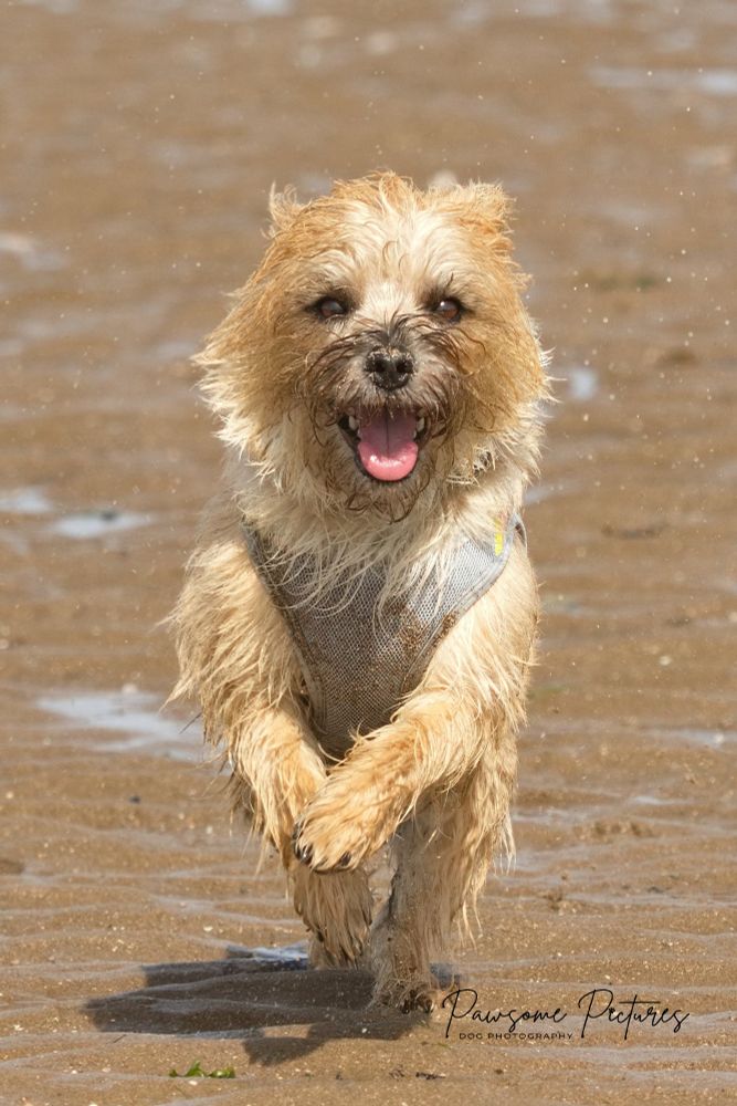 A Cairn Terrier running towards the camera on a beach, by Pawsome Pictures Dog Photography