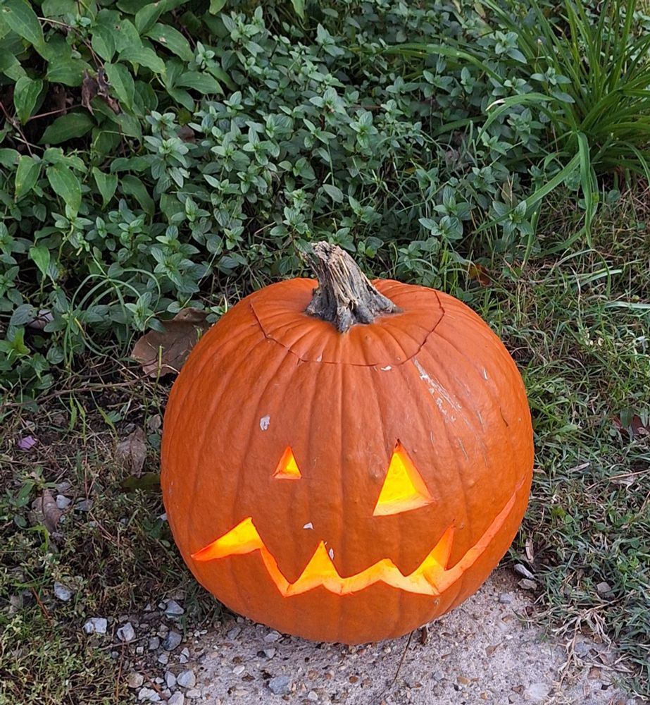 Lit up jack-o'-lantern with clematis vine, mint, & day lily in the background.