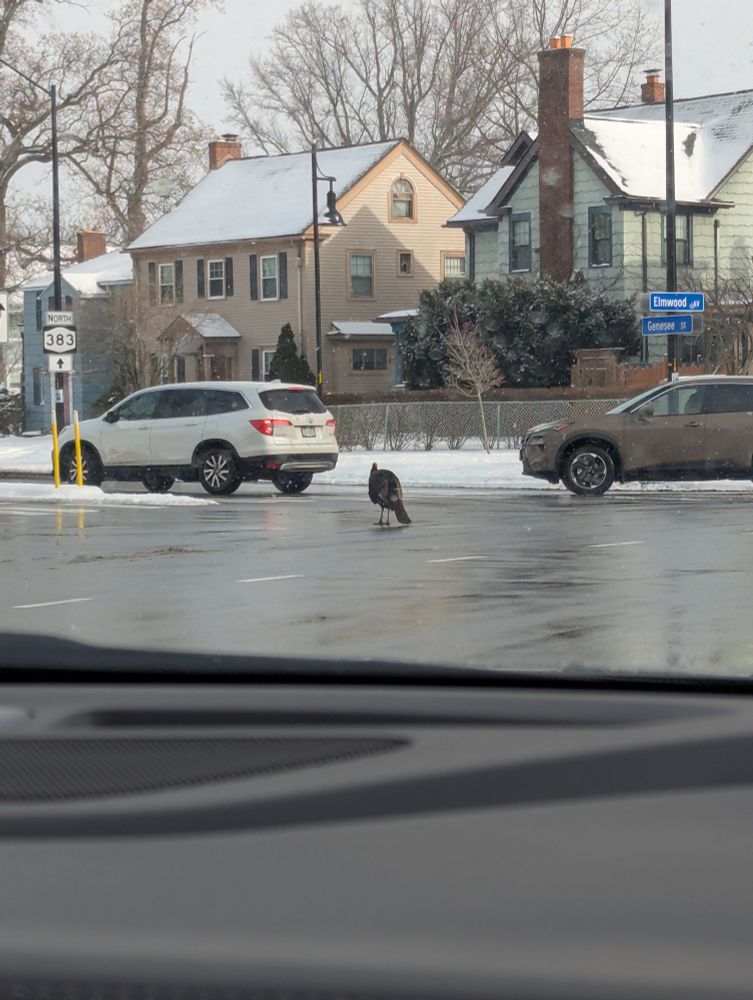 a turkey standing in the middle of an intersection. there are two cars in the background