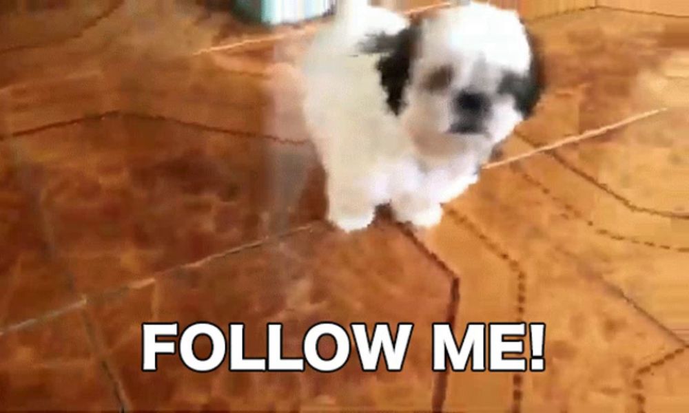 a small white and black puppy is walking on a tiled floor with the words follow me behind it