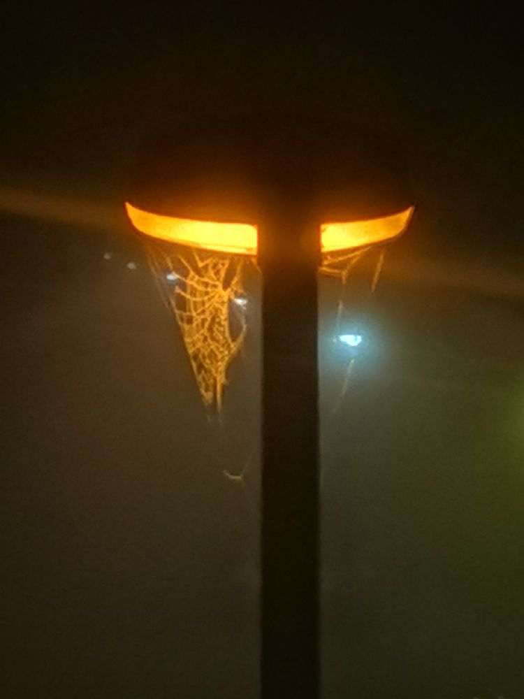 Straßenlaterne leuchtet in der Dunkelheit, ein Spinnenmetz ist sichtbar 
 Im Hintergrund ist es neblig 