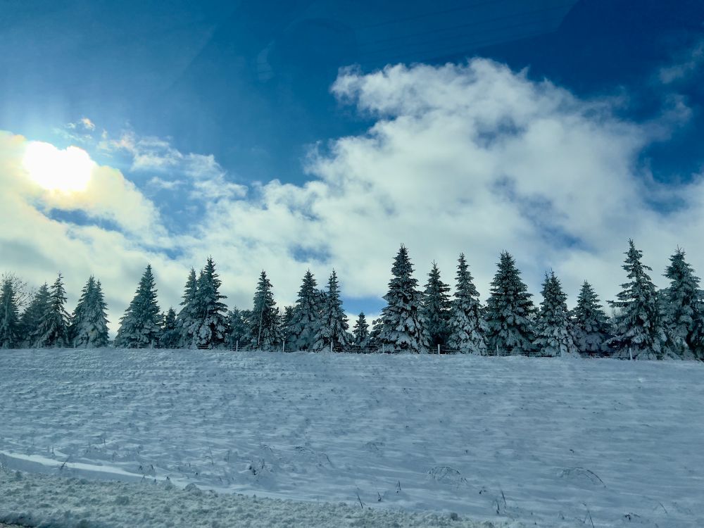 A landscape of pine trees covered in snow, with a snowy foreground, and a bright blue partially cloudy sky. 
