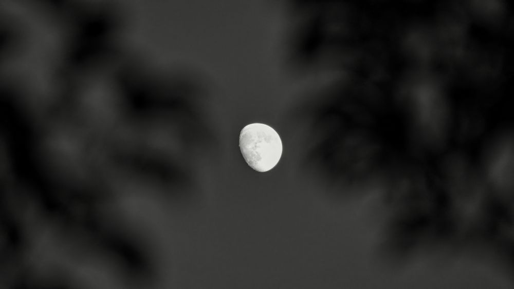 A monochrome image of a gibbous moon rising, framed on either side by blurry dark leaves.