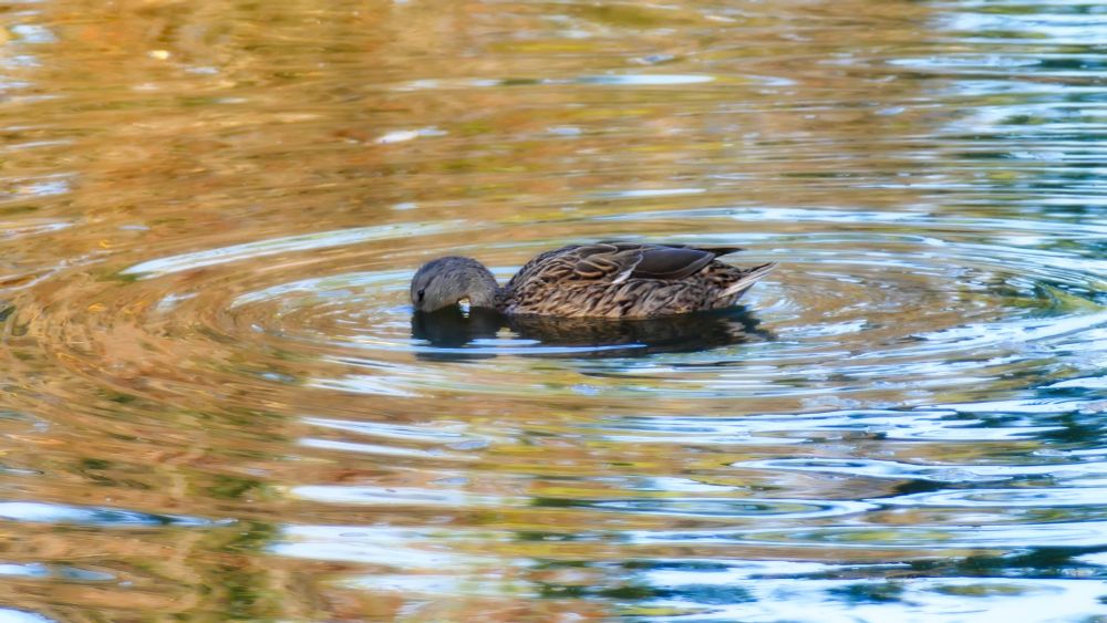 A brown female mallard dipping her beak into a pond amid circular ripples with reflections of gold and light blue.