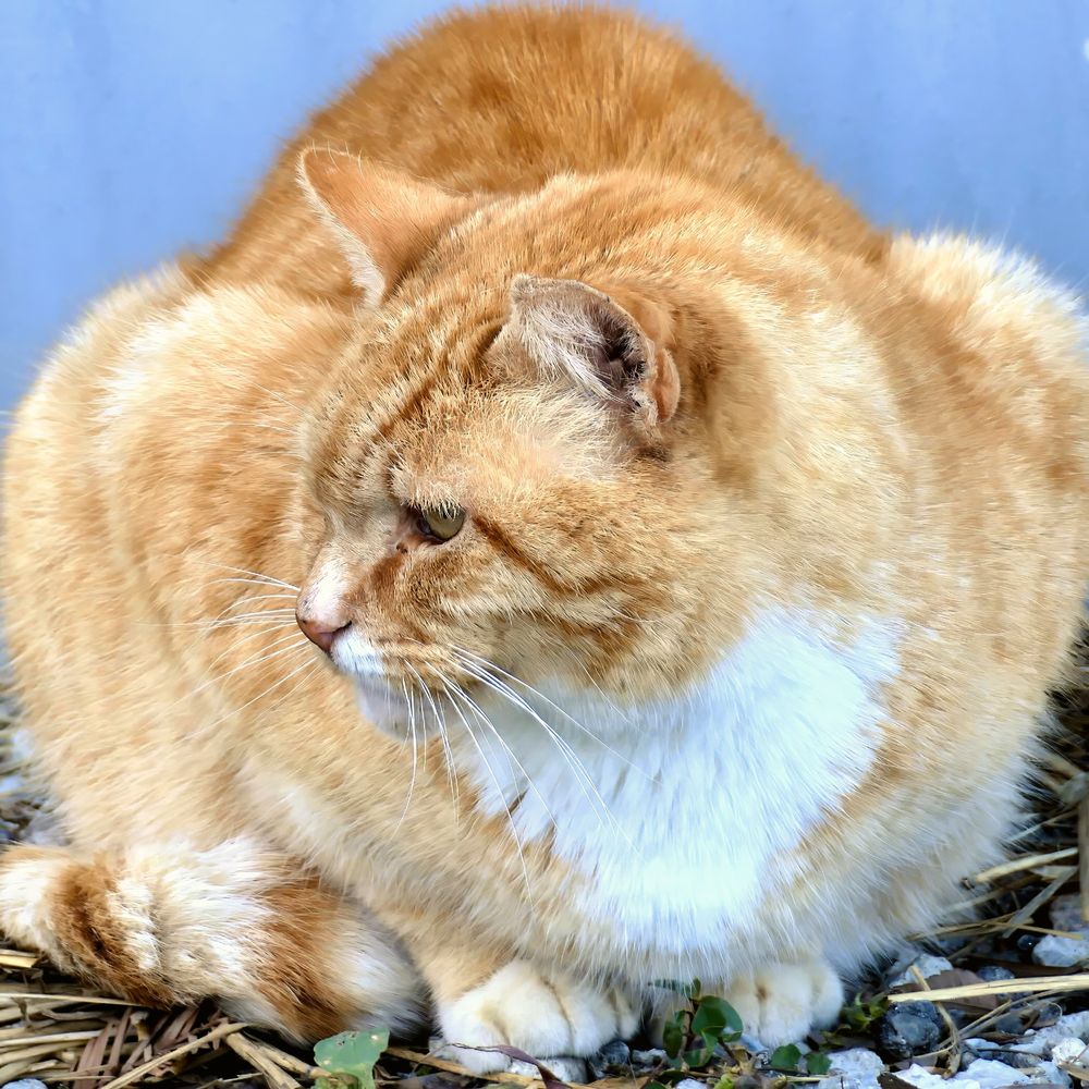 An orange and white cat crouched on the ground and looking to the left. The background is light blue.
