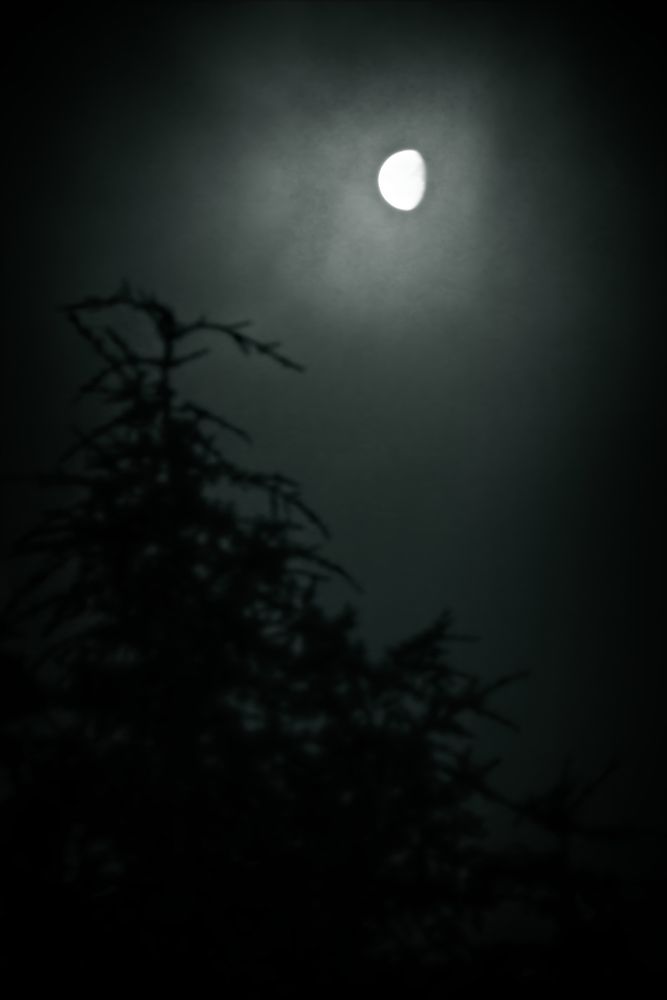A monochrome image of a waning gibbous moon in a hazy sky with the dark silhouette of an evergreen tree in the foreground.