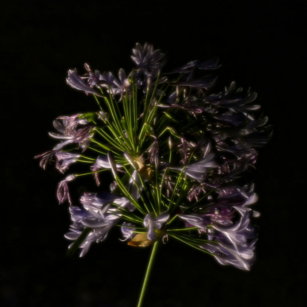 A cluster of light purple agapanthus blossoms, some starting to fade, on green stems in ambient light at night.