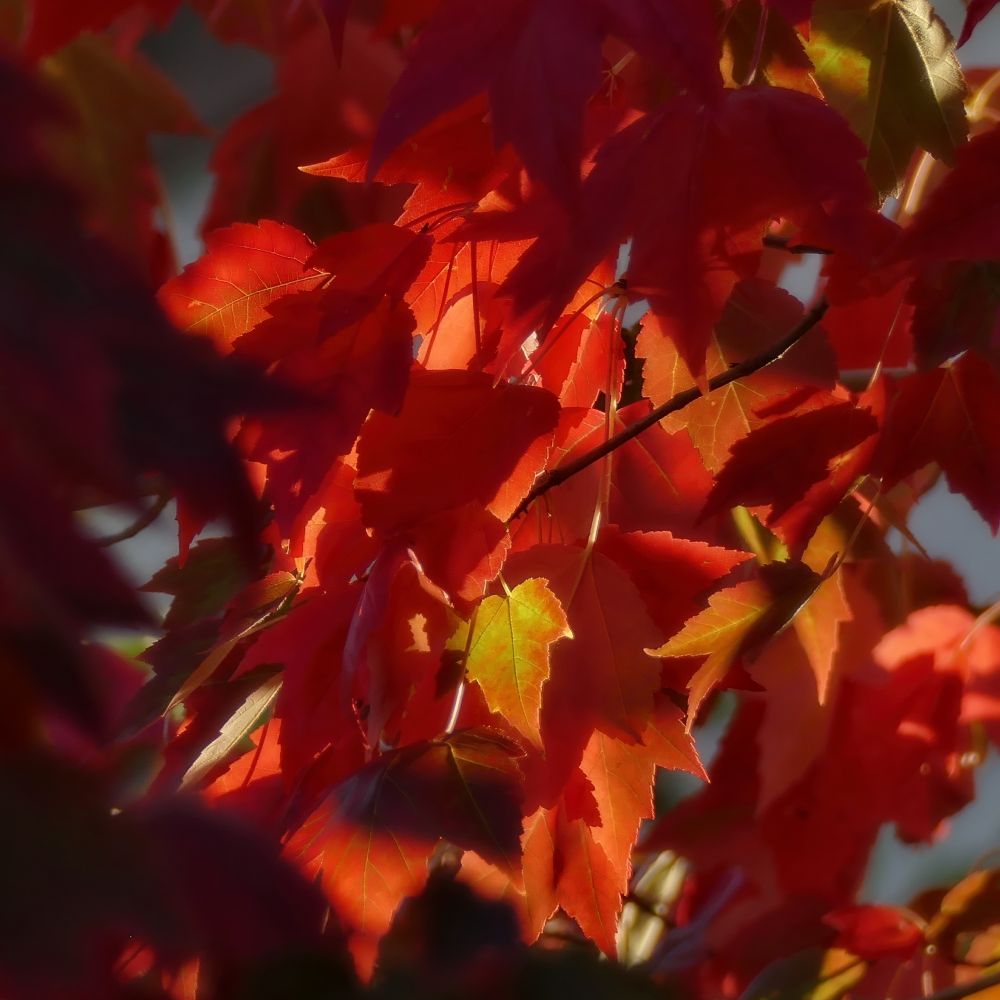 One yellow leaf illuminated by the sun amid a cluster of red leaves on a red maple tree.