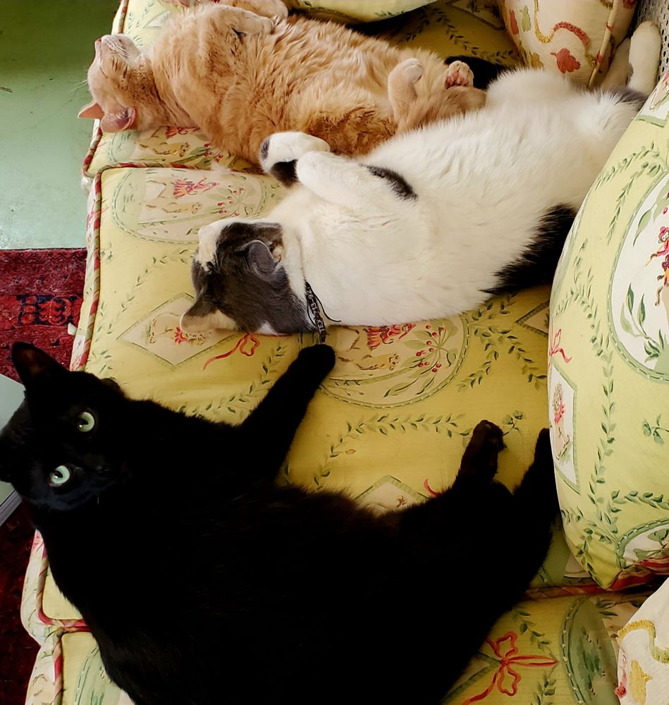 3 cats on a sofa, one black, one white and grey and one orange