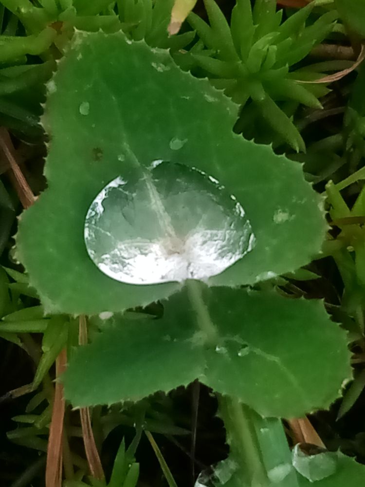 Grote waterdruppel op een groen blad