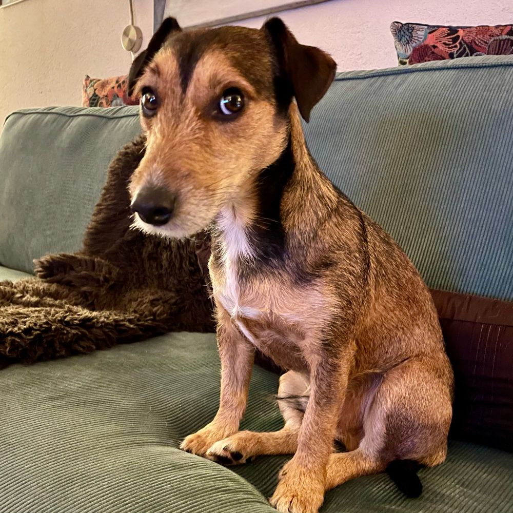 Chino on the couch