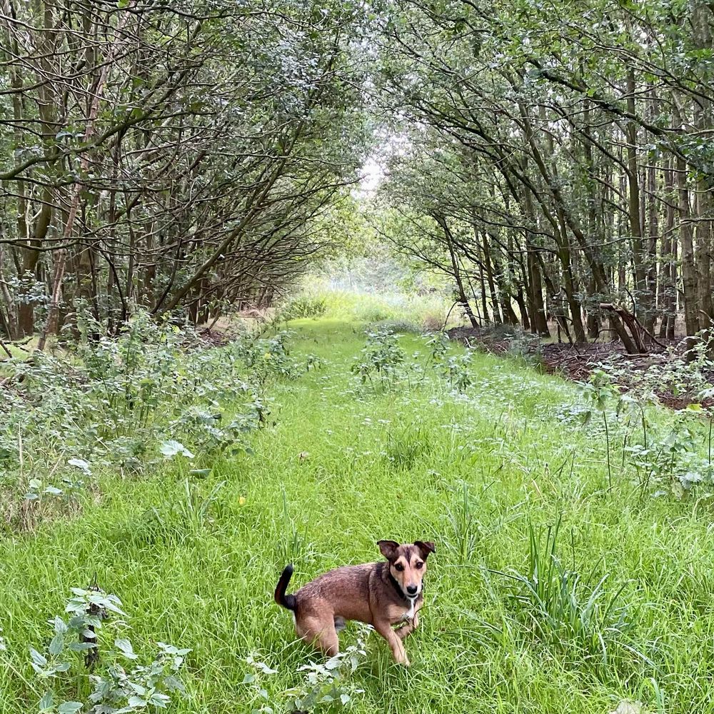 Chino in the woods