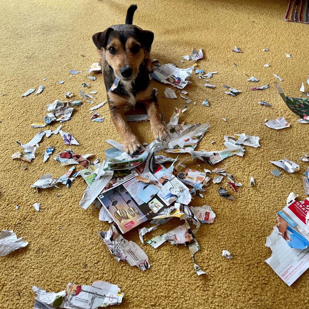 More action from The Shreditor 
