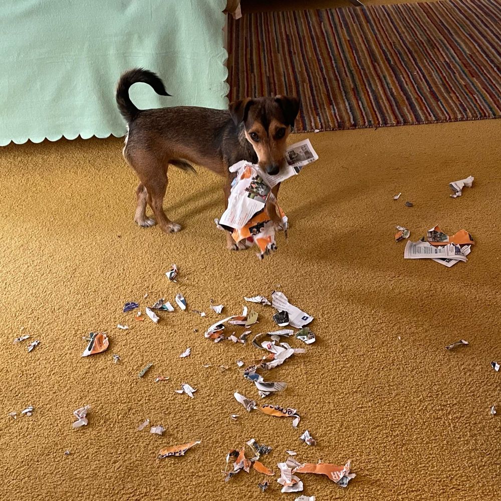 The Shreditor in action