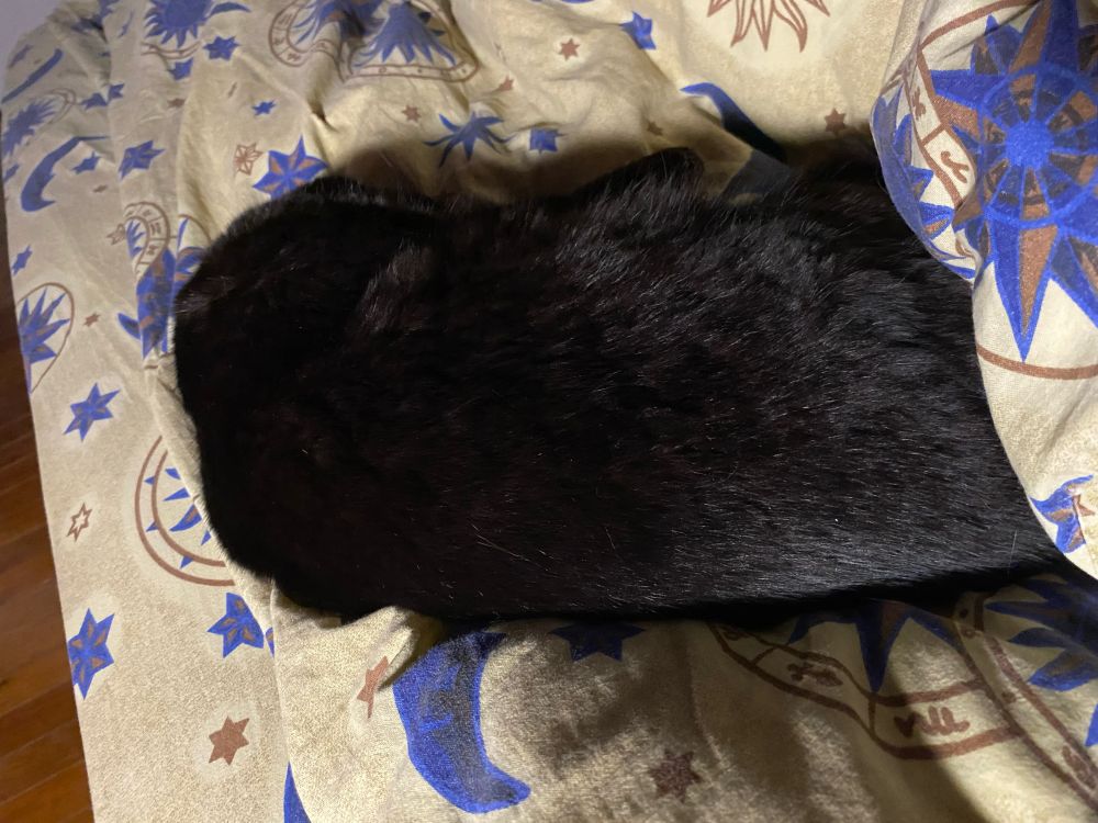 Mafalda, chatte noire de 8 ans reposant sur la couette et complètement collée à moi