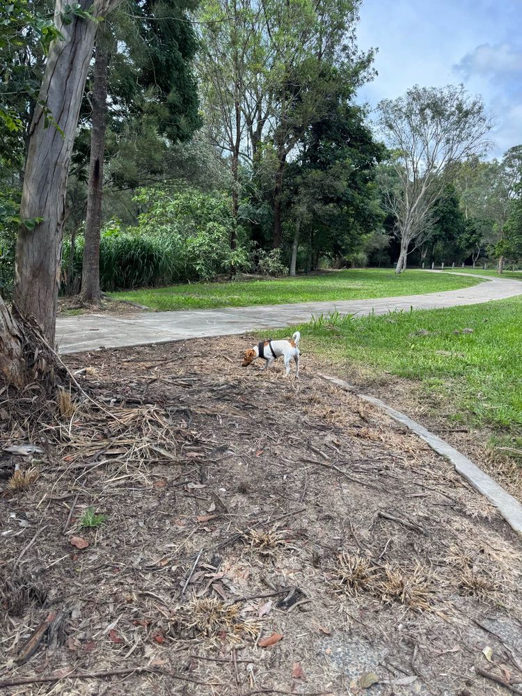 Small dog sniffing around a tree