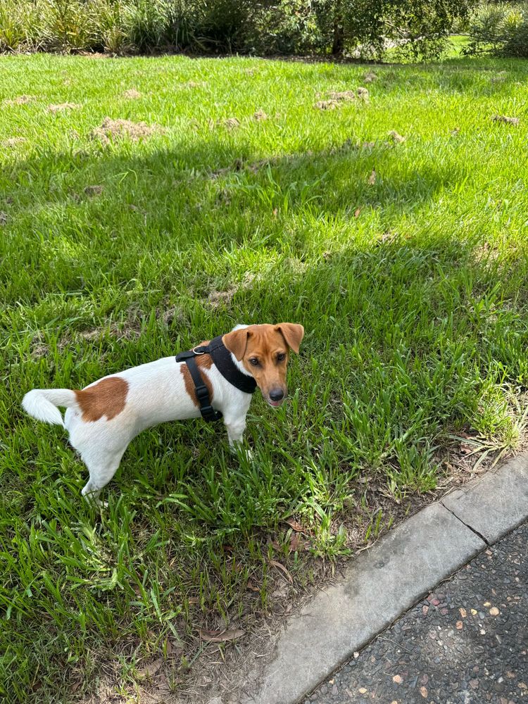 Jack Russel dog on grass