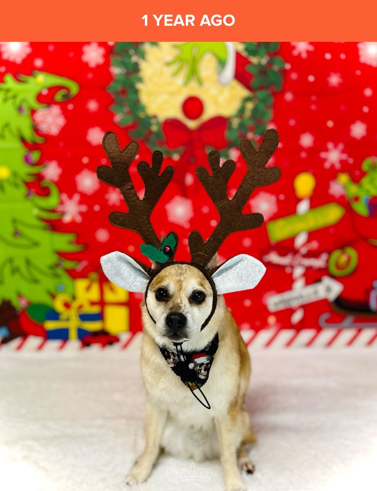 Cute little blonde dog sitting in a Christmas photo wearing reindeer antlers. He’s adorable but maybe not so excited about his attire 