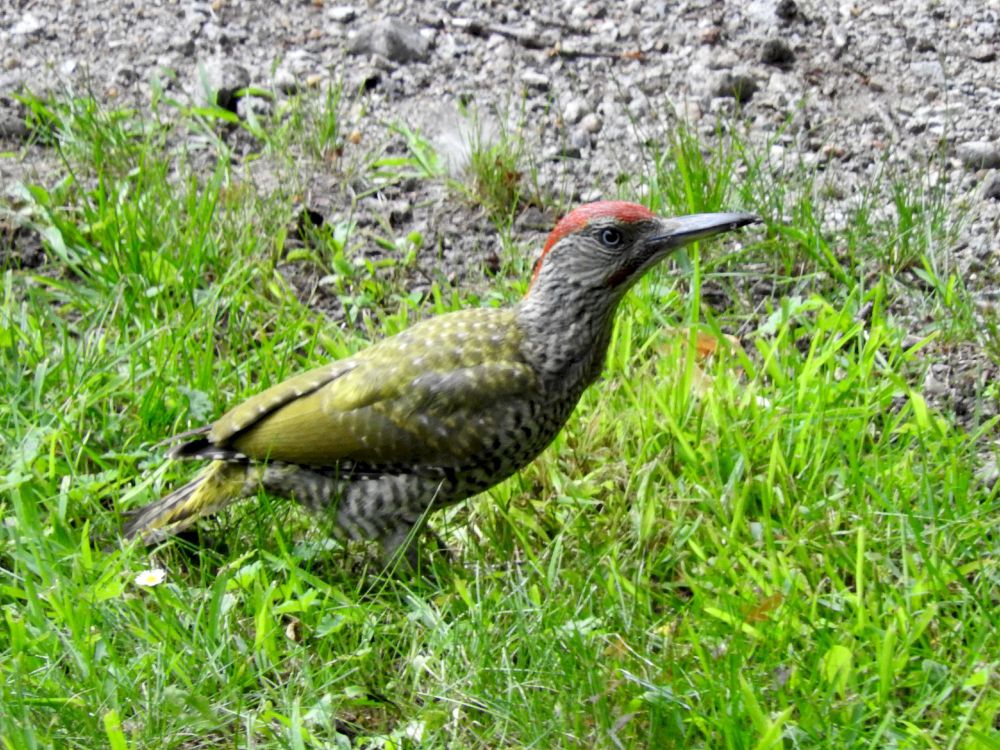 Grünspecht auf Futtersuche