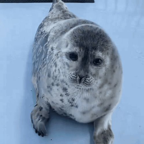 a seal with its mouth open is laying on a blue surface