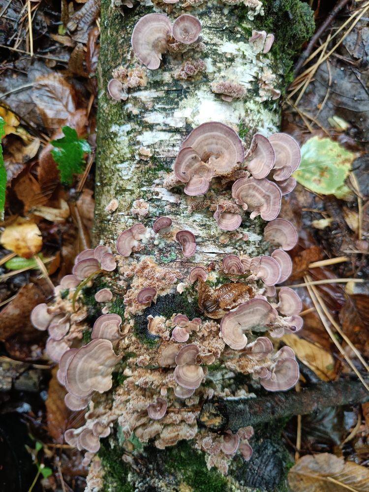 A decaying birch log, partially covered in moss, has a pinkish-purple bracket fungus growing on it. Background is a woodland floor with deciduous leaves and pine needles.