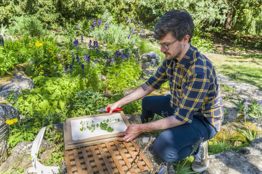 Matthew in the Rock Garden at Cambridge University Botanic Garden with a plant specimen in front of him in the process of being pressed for Herbarium collection