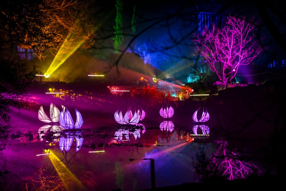 A view across the Lake at Cambridge University Botanic Garden, illuminated for Cambridge Botanic Lights and featuring giant waterlily sculptures floating on the lake, lit in shades of pink and purple.