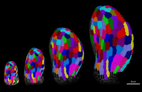 A time-lapse cell fate mapping image to quantify cellular growth patterns in Arabidopsis leaves.