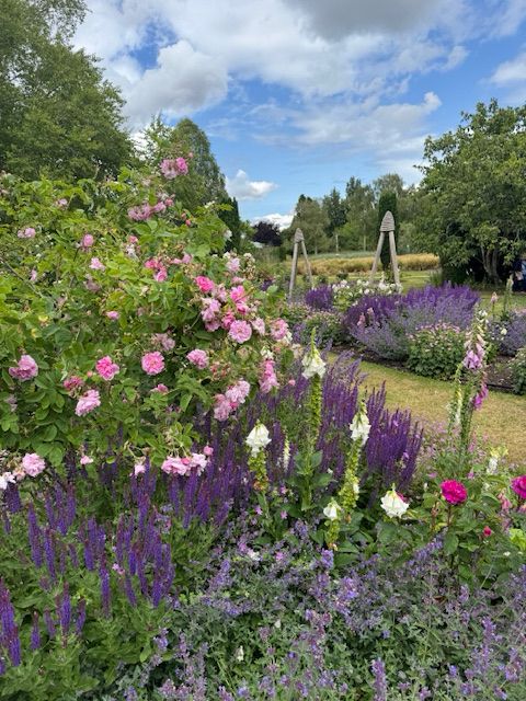 View across the Rose Garden at Cambridge University Botanic Garden with cascading pink roses in the foreground surrounded by purple catmint and pink and white foxgloves