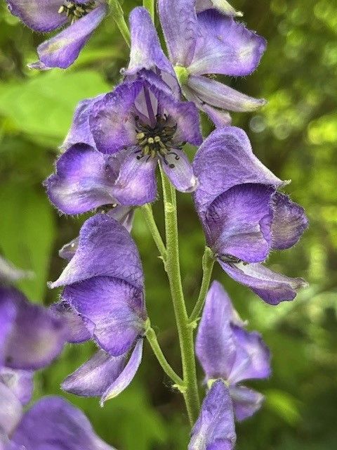 Close-up of the purple hooded sepals of monkshood flowers (Aconitum napellus)