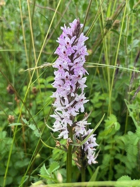 Pale purple flower spike of the common spotted orchid (Dactylorhiza fuchsia)