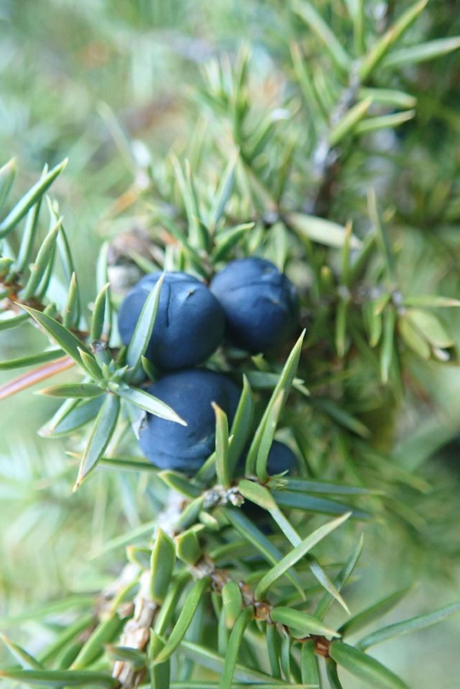 Close up of three blue Juniper berries (Juniperus communis)